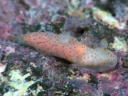 Gymnodoris sp. 8