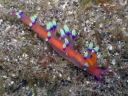 Flabellina exoptata