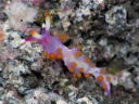 Flabellina rubropurpurata