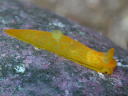 Gymnodoris citrina