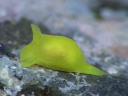 Gastropteron sp. 1