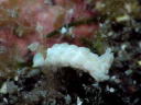 Aeolidiella alba