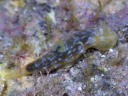 Gymnodoris okinawae