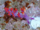 Flabellina rubropurpurata