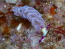 Pteraeolidia ianthina