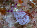 Pteraeolidia ianthina