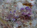 Phyllodesmium macphersonae