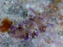 Phyllodesmium macphersonae