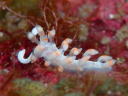 Flabellina bicolor