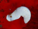 Dermatobranchus sp. 3