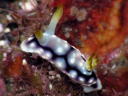 Goniobranchus geometrica