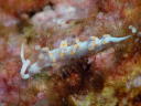 Flabellina bicolor