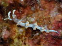 Flabellina bicolor