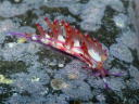 Flabellina rubrolineata