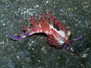 Flabellina rubrolineata