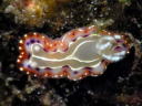 Goniobranchus decora