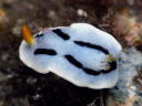 Chromodoris dianae