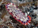 Goniobranchus decora