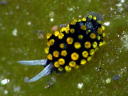 Stiliger aureomarginatus