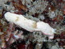 Dermatobranchus fasciatus