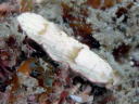 Dermatobranchus fasciatus