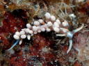 Phyllodesmium sp. 2