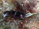 Chelidonura amoena