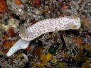 Chromodoris aspersa