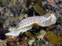 Chromodoris aspersa