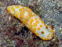 Gymnodoris rubropapulosa