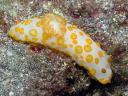 Gymnodoris rubropapulosa