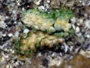 Costasiella sp. aff. iridophra