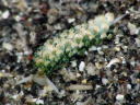 Costasiella sp. aff. iridophra