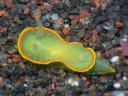 Diaphorodoris mitsuii