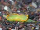 Diaphorodoris mitsuii