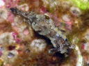 Goniodoris joubini