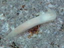 Gymnodoris citrina