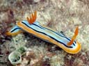 Chromodoris colemani