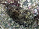 Dolabella auricularia