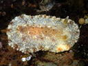 Hoplodoris [Old Carminodoris] bifurcata