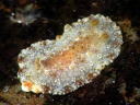 Hoplodoris [Old Carminodoris] bifurcata