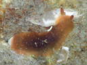 Dendrodoris nigra