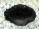 Dendrodoris nigra