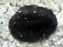 Dendrodoris nigra