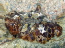 Platydoris ellioti