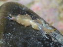 Facelina rhodopos