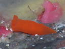 Gymnodoris cf. subornata