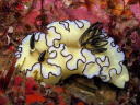 Glossodoris atromarginata