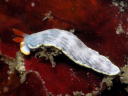 Dermatobranchus striatellus