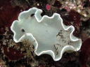 Glossodoris misakinosibogae